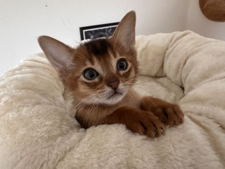 Bezaubernde Aby-Kitten mit Ahnentafel