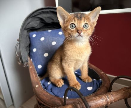 Bezaubernde Aby-Kitten mit Ahnentafel