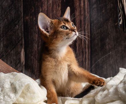 Bezaubernde Aby-Kitten mit Ahnentafel