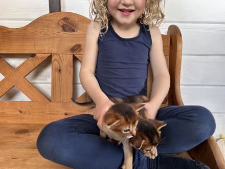 Bezaubernde Aby-Kitten mit Ahnentafel