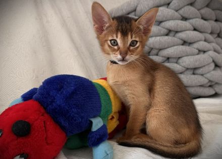 Bezaubernde Aby-Kitten mit Ahnentafel