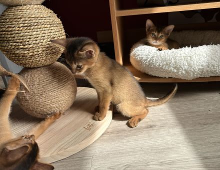 Bezaubernde Aby-Kitten mit Ahnentafel