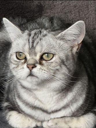 Liebevolle BKH-Katze Fluffy sucht ein neues Zuhause ❤️