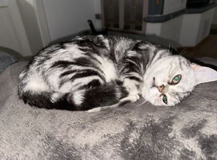 Liebevolle BKH-Katze Fluffy sucht ein neues Zuhause ❤️