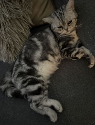 Liebevolle BKH-Katze Fluffy sucht ein neues Zuhause ❤️