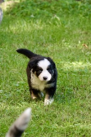 Mini Australian Shepherd Welpen suchen neue Familien