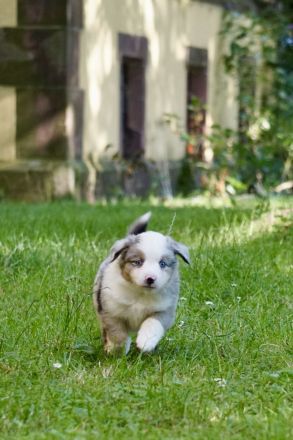 Mini Australian Shepherd Welpen suchen neue Familien