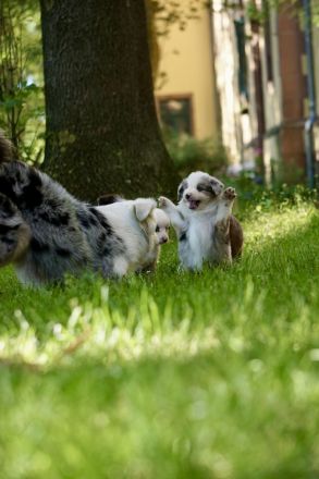 Mini Australian Shepherd Welpen suchen neue Familien