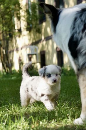 Mini Australian Shepherd Welpen suchen neue Familien