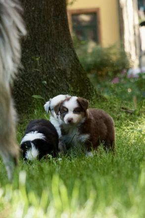 Mini Australian Shepherd Welpen suchen neue Familien
