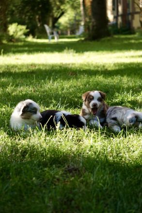 Mini Australian Shepherd Welpen suchen neue Familien