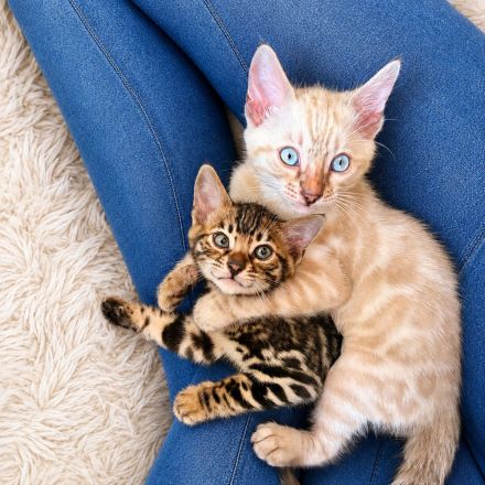 Wunderschöne Bengal Kitten mit erstklassigem Stammbaum
