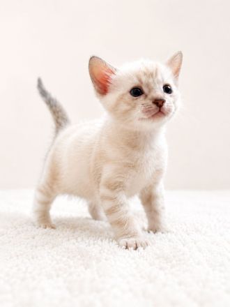 Wunderschöne Bengal Kitten mit erstklassigem Stammbaum