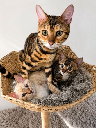 Wunderschöne Bengal Kitten mit erstklassigem Stammbaum