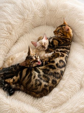 Wunderschöne Bengal Kitten mit erstklassigem Stammbaum