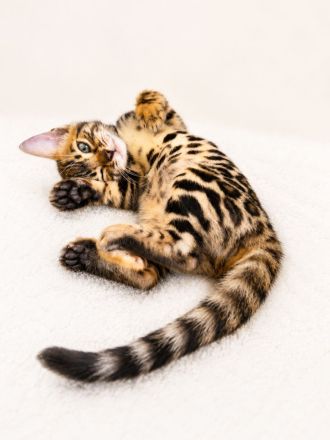 Wunderschöne Bengal Kitten mit erstklassigem Stammbaum