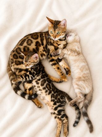 Wunderschöne Bengal Kitten mit erstklassigem Stammbaum