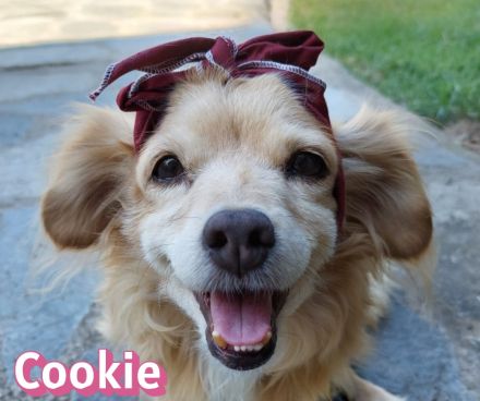 Cookie, 09/16 - kleiner Hund, großes Herz
