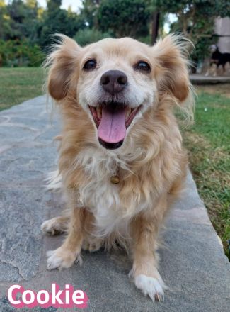 Cookie, 09/16 - kleiner Hund, großes Herz
