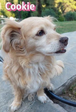 Cookie, 09/16 - kleiner Hund, großes Herz