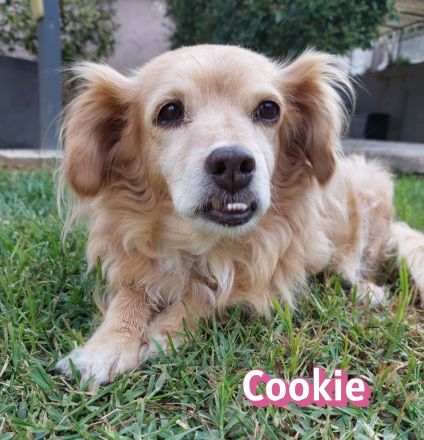 Cookie, 09/16 - kleiner Hund, großes Herz