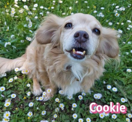 Cookie, 09/16 - kleiner Hund, großes Herz