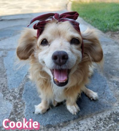 Cookie, 09/16 - kleiner Hund, großes Herz