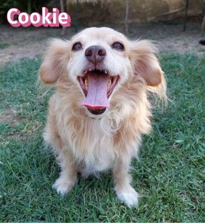 Cookie, 09/16 - kleiner Hund, großes Herz