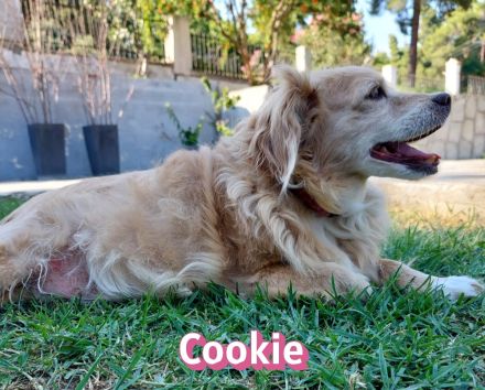 Cookie, 09/16 - kleiner Hund, großes Herz