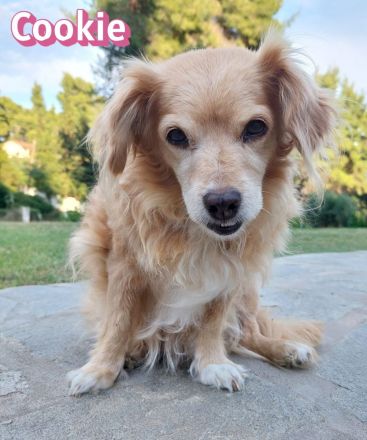 Cookie, 09/16 - kleiner Hund, großes Herz