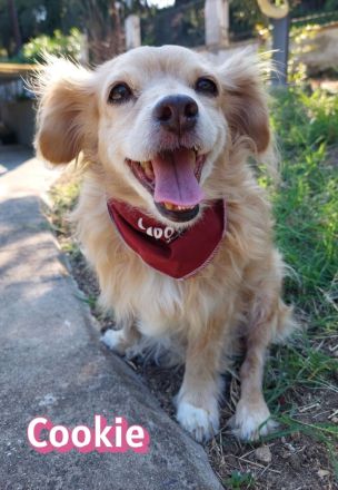 Cookie, 09/16 - kleiner Hund, großes Herz
