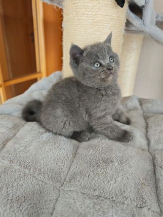 Britisch Kurzhaar Kitten
