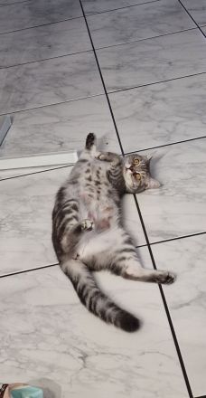 Britisch Kurzhaar Kitten