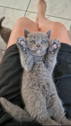 Britisch Kurzhaar Kitten