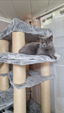 Britisch Kurzhaar Kitten