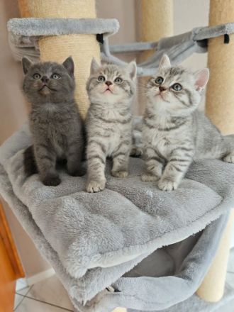 Britisch Kurzhaar Kitten