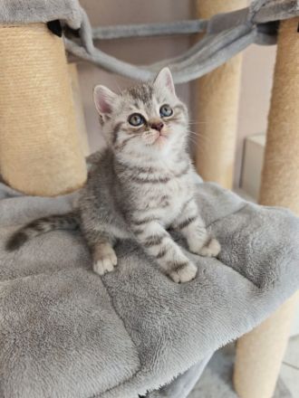 Britisch Kurzhaar Kitten