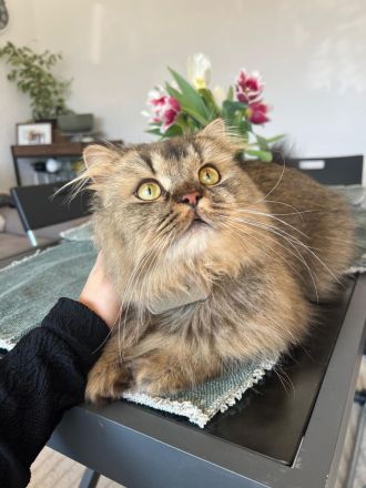 Britisch Langhaar BLH Katze kinderfreundlich