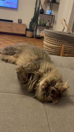 Britisch Langhaar BLH Katze kinderfreundlich