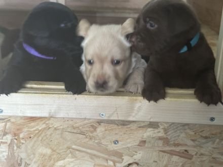 Labrador Welpen