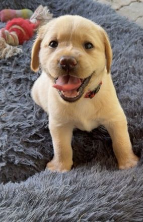 Labrador Welpen