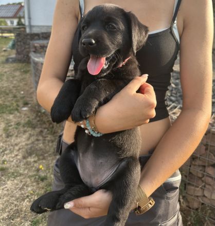Labrador Welpen