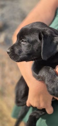 Labrador Welpen