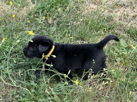 Labrador Welpen