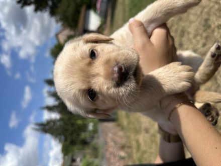 Labrador Welpen