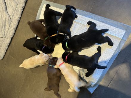 Labrador Welpen