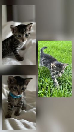 2 Katzenbabys Kitten Kater