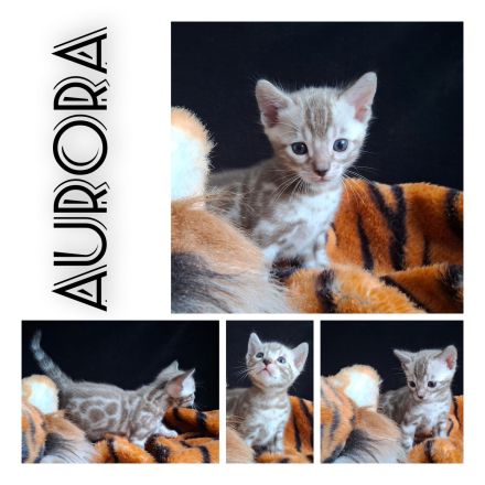 snow Bengal Kater Katze nach Sternen benannt mink 6 Kitten mit Stammbaum Gesundheitsvorsorge