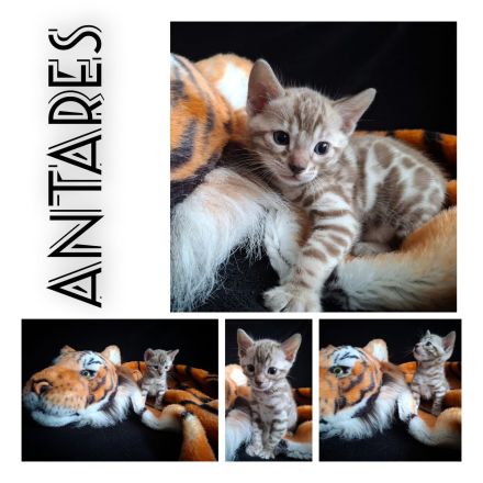 snow Bengal Kater Katze nach Sternen benannt mink 6 Kitten mit Stammbaum Gesundheitsvorsorge