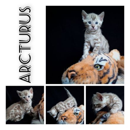 snow Bengal Kater Katze nach Sternen benannt mink 6 Kitten mit Stammbaum Gesundheitsvorsorge